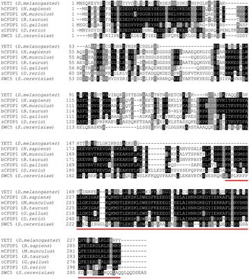 The True Story of Yeti, the “Abominable” Heterochromatic Gene of Drosophila melanogaster